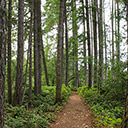 The trail to Ammonite Falls passes through second generation forest