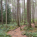 The trail to Ammonite Falls