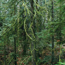 Moss and lichen are plentiful along the Goldmine Trail in Goldstream Provincial Park.