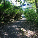 The forested section of the steep trail to the top of Mill Hill