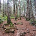 A steep section of the route that passes several trees in the middle of the trail to Mount Work.