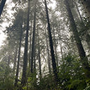 The lush west coast rainforest along the trail to Sandcut Beach Falls