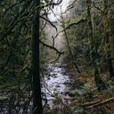 The Goldstream River, viewed through the trees on the trail to Upper Goldstream Falls.